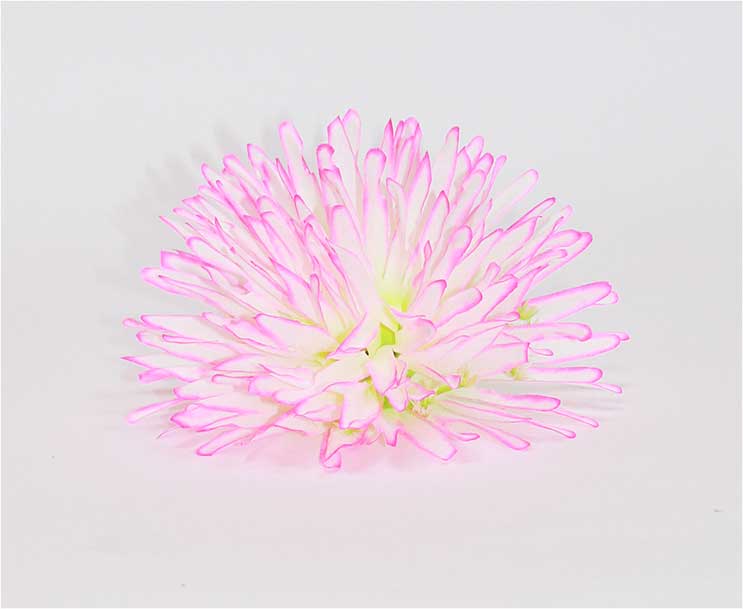 Хризантема хлопок 6 сл d=17 см 1/20 бело-розовый