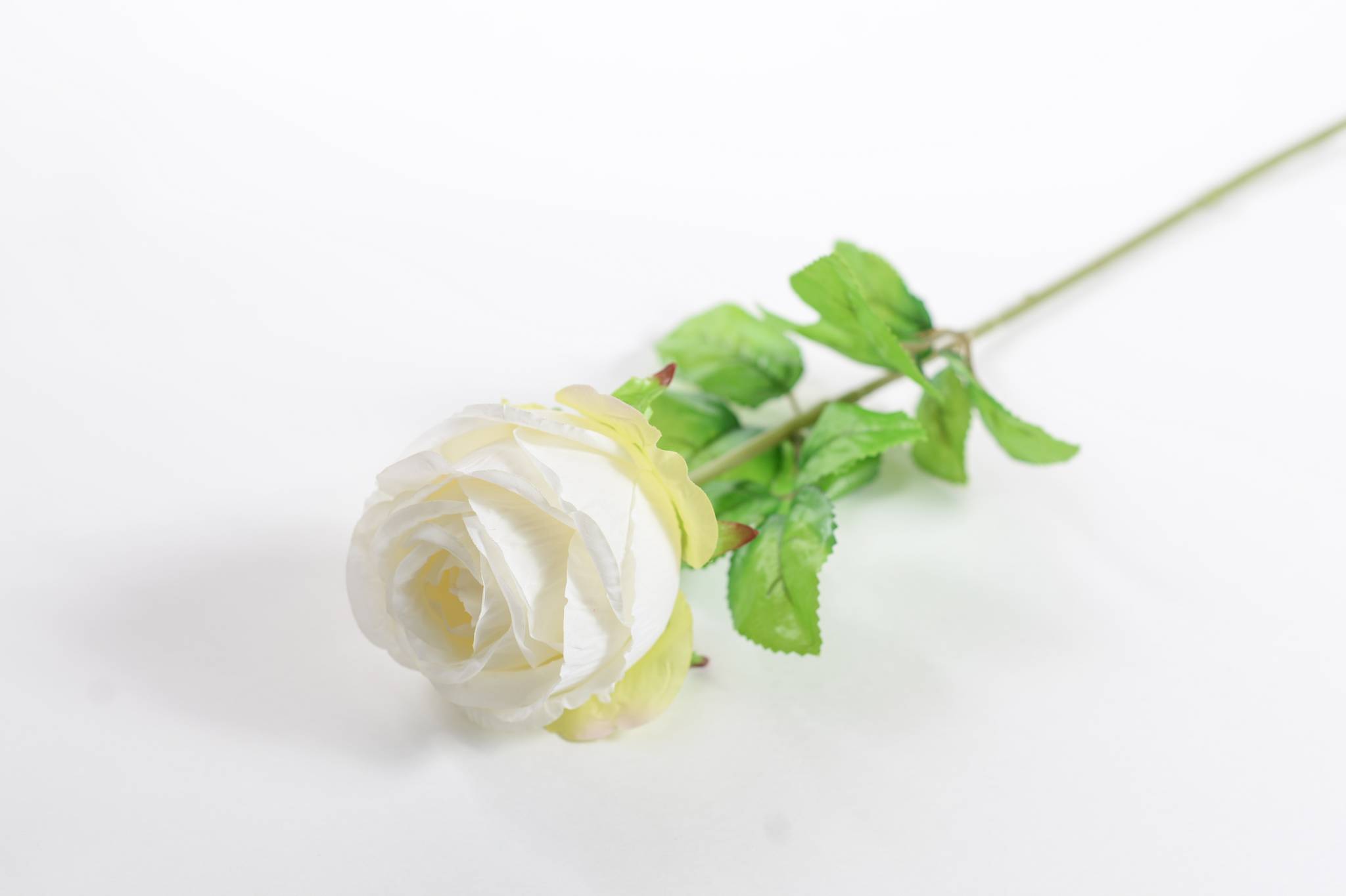 Роза h=68 см 1/2 белый
