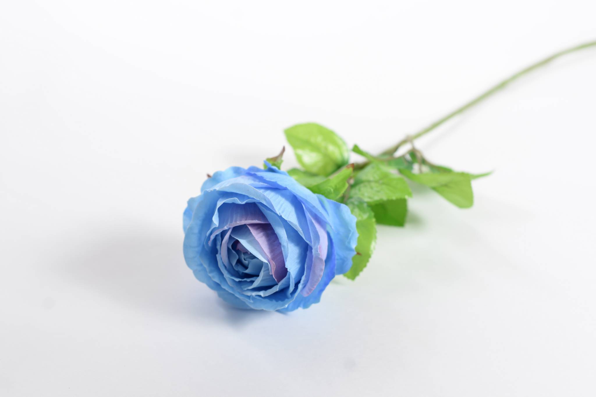 Роза h=68 см 1/2 синий