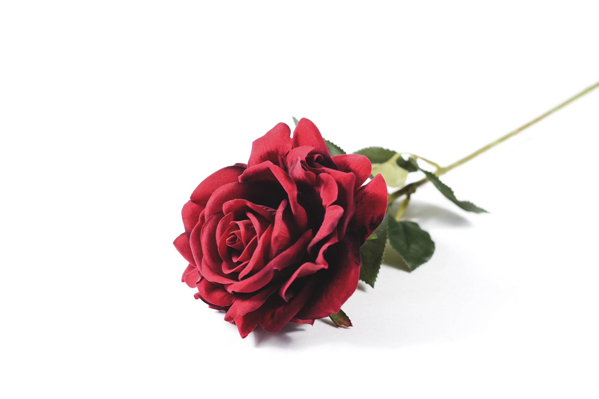 Роза бархат h=75 см 1/1 бордовый